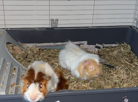 2 beautiful male guinea pigs