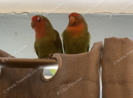 2 lovebirds / 1 years old