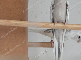 Cockatiels