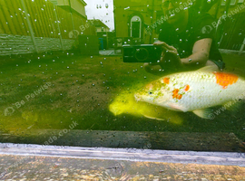 Koi/mirror/ghost