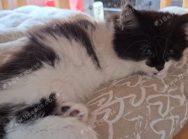 Female kitten for sale