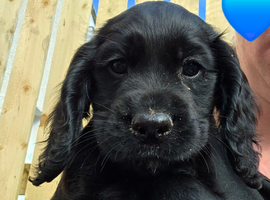 KC Registered Cocker spaniel pups