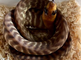 Female Australian Woma python CB23