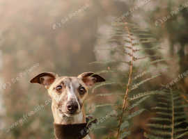 KC Whippet Stud