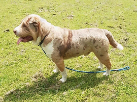 6th generation merel sharpei