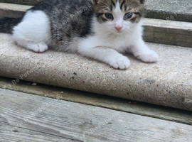 Female kitten 11 weeks old