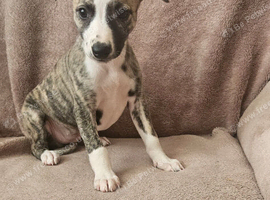 KC Health and Heart tested whippets