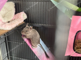 Two female Degus for sale with full set up
