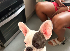9 month old Frenchie
