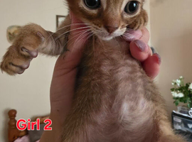 Abyssinian cross kittens looking for their new homes