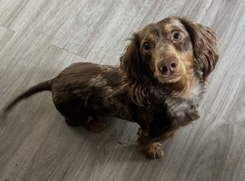 KC Isabella dapple dachshund for stud