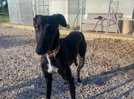 Urgent rehoming - Rey