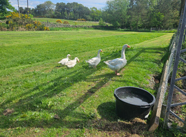 Embden Goose + Gander