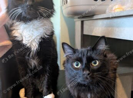 Norwegian forest mix boys