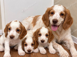 Cocker spaniel puppies