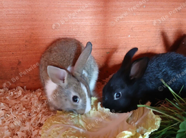 Beautiful tiny Dutch/Lionhead babies