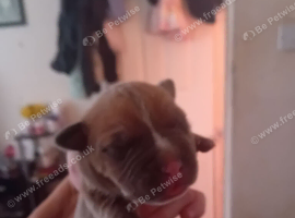 Staffy rottweiler  puppies 2 boys