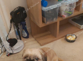 Shih tzu x frenchie