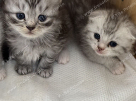 STUNNING CHINCHILLA SCOTTISH FOLD & SCOTTISH STRAIGHT KITTENS