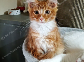 Stunning Maine Coon Kittens