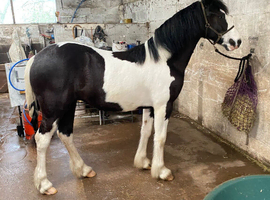 Welsh part bred