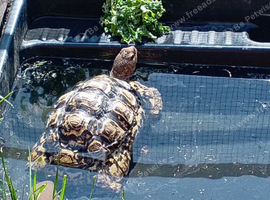 Beautiful leopard tortoise
