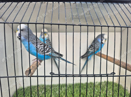 Male budgies available