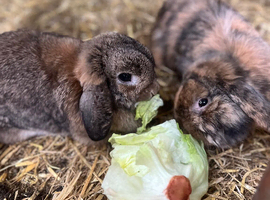 EXPECTING baby mini lops