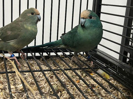 Various Stunning Baby  Kakarikis