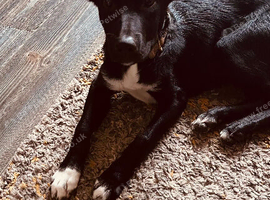 7month old male collie mix needing rehomed