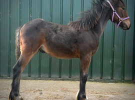 Lovely young quality foal with a big future
