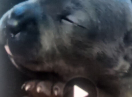 Lilac blue and black stuff to Bull Terriers puppies