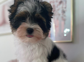 Beautiful small Biewer Yorkshire Terrier Pedigree