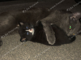 Mother and kitten