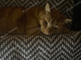 Ginger male cat