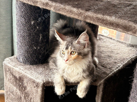 Beautiful Maine Coon Kittens (ROSIE)