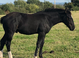 Stunning Black colt