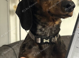 Miniature Dachshund for rehoming