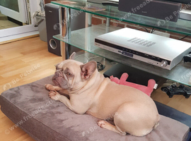 Frenchie &pound;100 to secure good home pick up ng5 Nottingham