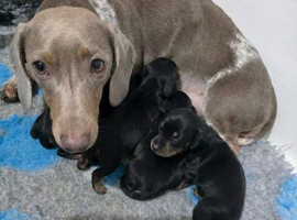 health tested miniture dachshunds