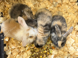 Mini lops