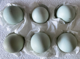 Shetland Chicken Fertile Hatching Eggs