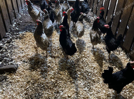 Ex commercial blue eggers