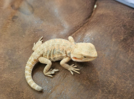 Baby bearded dragon babies and more ( Rescue ) Widnes Read details