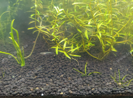 Santa Maria X Endlers guppy young