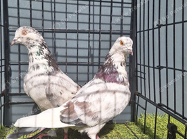 Tippler males