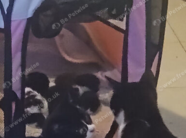 X2 black and white kittens boys