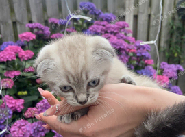 Scottish fold kitten