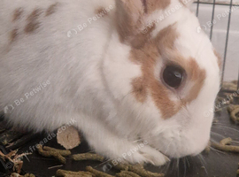 Ava the rabbit