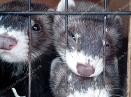 Ferrets for sale